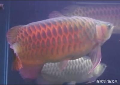 龍魚(yú)總是來(lái)回游很快（為什么龍魚(yú)總是來(lái)回游很快？） 龍魚(yú)百科 第5張