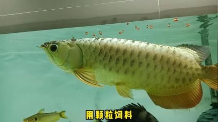 龍魚只吃飼料不吃小魚（龍魚只吃飼料不吃小魚怎么辦）