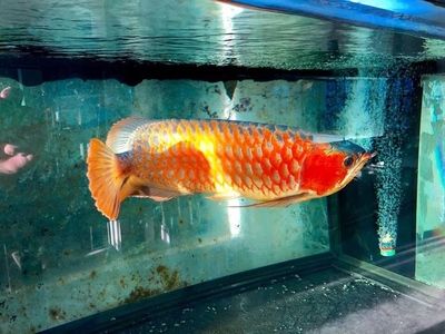 龍魚(yú)之巔二手交易（龍魚(yú)之巔二手交易，）