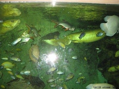 龍魚之家論壇（龍魚之家論壇及其相關(guān)的水族論壇及其相關(guān)水族論壇）