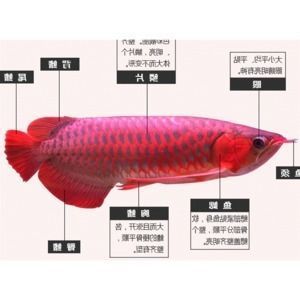 龍魚脂肪多不？（關(guān)于龍魚的脂肪含量，我們可以從多個角度來進行分析） 龍魚百科 第4張