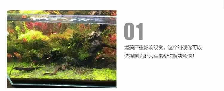 龍魚裝在袋子里不打氧能活多久（龍魚在袋子里不打氧的存活時間通常不超過一天） 龍魚百科 第2張