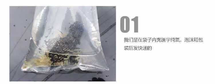 龍魚裝在袋子里不打氧能活多久（龍魚在袋子里不打氧的存活時間通常不超過一天） 龍魚百科 第5張