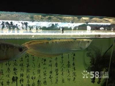 龍魚長(zhǎng)到45公分要多久（龍魚長(zhǎng)到45公分要多久，） 龍魚百科 第1張