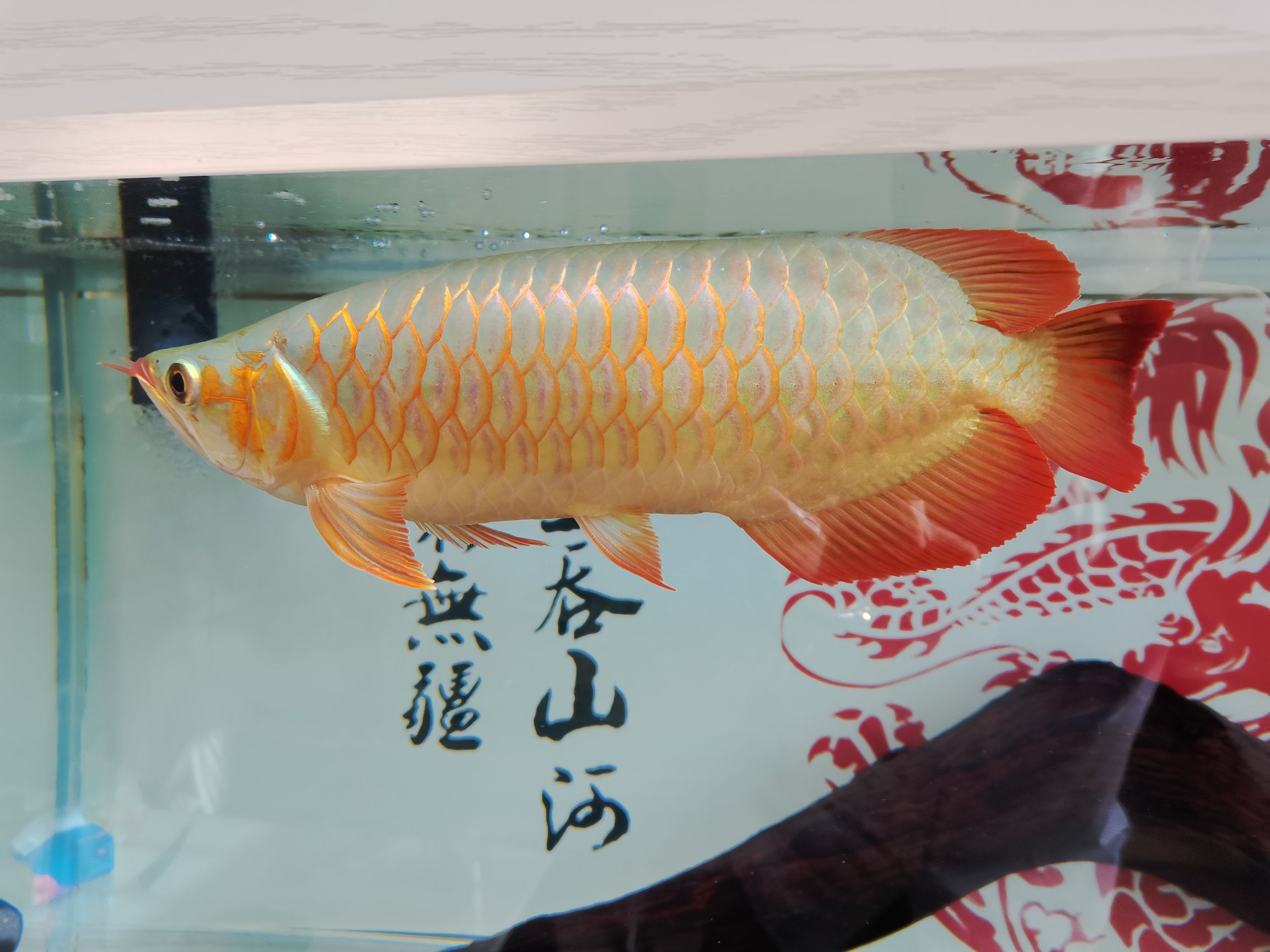 龍魚之巔保質(zhì)期是多長時間嗎？（龍魚之巔保質(zhì)期是多長時間嗎） 龍魚百科 第1張