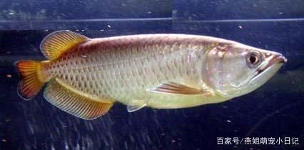 龍魚怎樣才兇猛（龍魚如何飼養(yǎng)得更兇猛） 龍魚百科 第3張