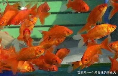 龍魚只吃蝦好不好（長期只讓龍魚吃蝦好不好？） 龍魚百科 第3張