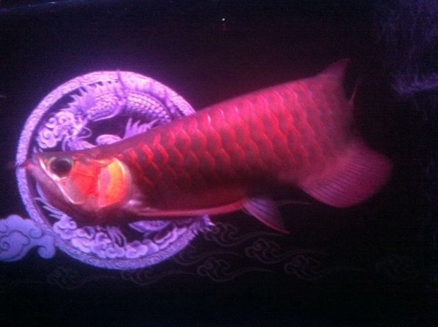 龍魚(yú)之城（世界龍魚(yú)錦標(biāo)賽一條龍魚(yú)108萬(wàn)元高價(jià)售出，引發(fā)網(wǎng)友熱議） 龍魚(yú)百科 第4張