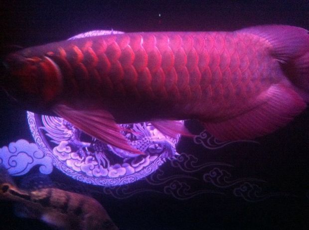 龍魚之城（世界龍魚錦標(biāo)賽一條龍魚108萬元高價(jià)售出，引發(fā)網(wǎng)友熱議）