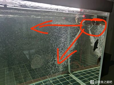 龍魚轉圈圈（龍魚在水族箱中轉圈圈的行為可能由多種因素引起） 龍魚百科 第5張