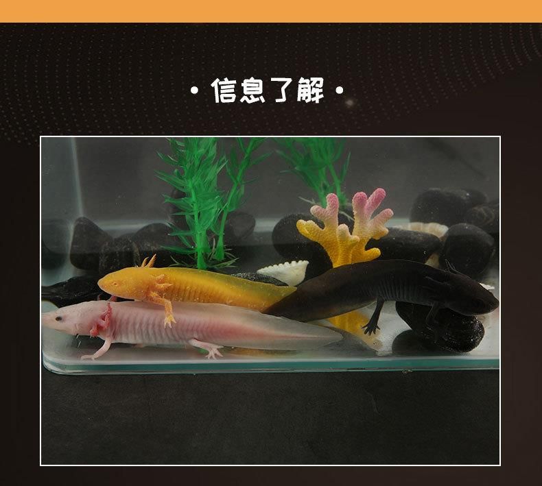 龍魚只吃小活魚可以嗎（龍魚只吃小活魚可以嗎，龍魚可以吃小活魚嗎）