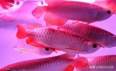 哪種龍魚貴（金龍魚、白金龍魚、過背金龍魚、過背金龍魚、黑魔神雷龍魚） 龍魚百科 第5張