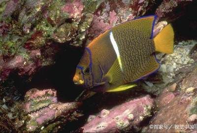 三角龍魚(yú)（三角龍魚(yú)并不是廣泛認(rèn)知的科學(xué)分類名稱，搜索結(jié)果中沒(méi)有直接相關(guān)）