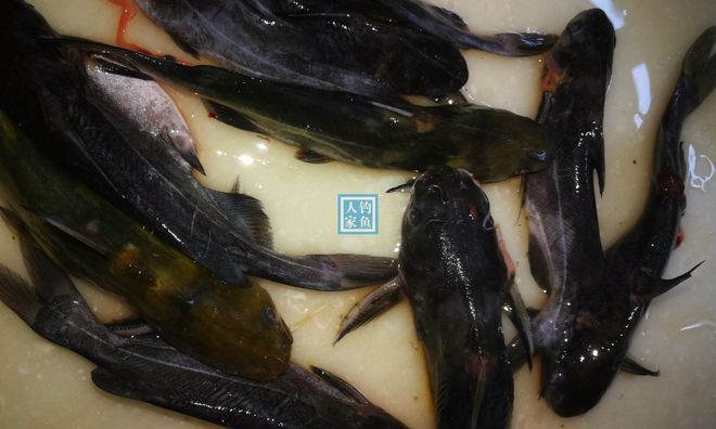 青龍魚可以吃嗎（青龍魚的營養(yǎng)價值和食用安全性）