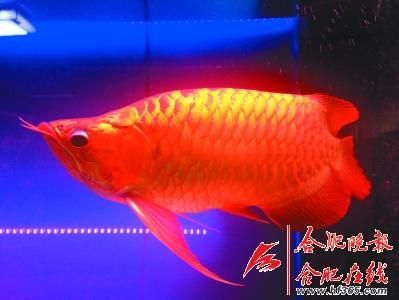 那里的龍魚最好（關(guān)于龍魚的產(chǎn)地，不同的地區(qū)因其自然環(huán)境和養(yǎng)殖技術(shù)的不同） 龍魚百科 第4張