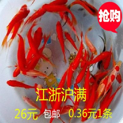 七彩金龍魚是冷水魚嗎（七彩金龍魚不是冷水魚，而是熱帶淡水觀賞魚） 龍魚百科