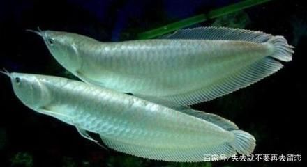 七彩銀龍魚養(yǎng)多久變色（七彩銀龍魚的變色時間） 龍魚百科 第2張