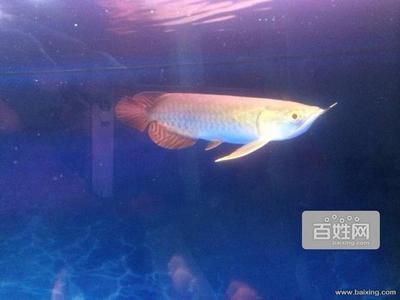 全國哪里的金龍魚便宜（購買金龍魚食用油和觀賞魚哪里的價格更便宜？） 龍魚百科 第4張