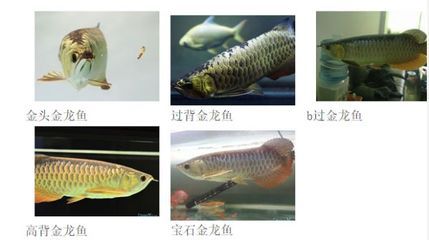 如何辨別金龍魚的真假 龍魚百科 第3張