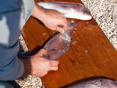 墨龍魚（養(yǎng)殖墨龍魚需要注意什么？） 龍魚百科 第1張