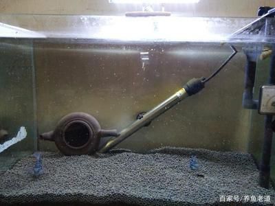 迷你龍魚（什么是迷你龍魚）