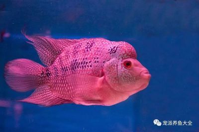 迷你龍魚（什么是迷你龍魚）