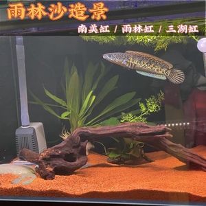 南美缸可以養(yǎng)龍魚嗎（南美缸適合養(yǎng)殖哪些魚？） 龍魚百科 第5張