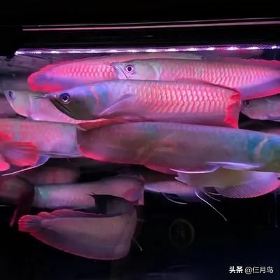 七彩銀龍魚和銀龍有什么區(qū)別（七彩銀龍魚和普通銀龍的區(qū)別在于顏色和觀賞價值）