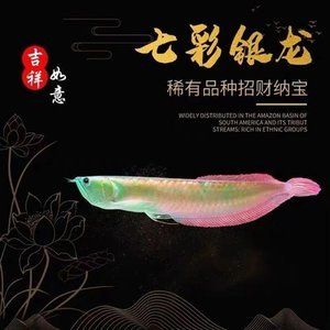 七彩銀龍魚和銀龍有什么區(qū)別（七彩銀龍魚和普通銀龍的區(qū)別在于顏色和觀賞價值）