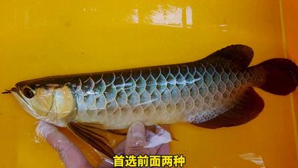 三角龍魚多少錢一只（三角魚多少錢一只）