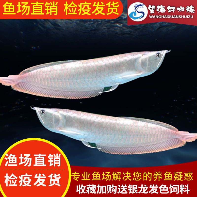 七彩銀龍魚是真的 龍魚百科 第3張