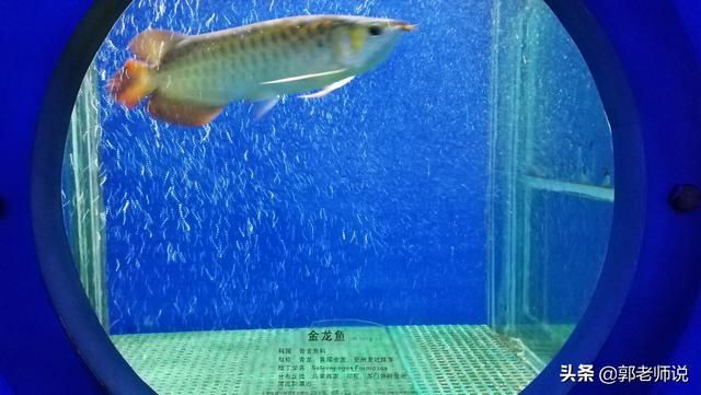 南昌金龍魚總代理電話（南昌金龍魚總代理電話號(hào)碼0791-86527777） 龍魚百科 第5張