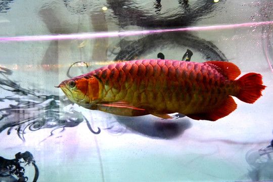 熱帶魚銀龍魚腹鰭發(fā)紅（銀龍魚腹部發(fā)紅怎么辦）