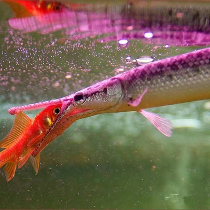 撒旦鴨嘴魚能和紅龍魚混養(yǎng)嗎（撒旦鴨嘴魚能和紅龍魚混養(yǎng)嗎撒旦鴨嘴魚能和紅龍魚混養(yǎng)嗎）