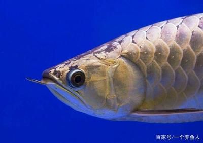 鯊魚嘴龍魚和普通的對比（鯊魚嘴龍魚和普通龍魚在外觀、文化意義和市場價值等方面差異）