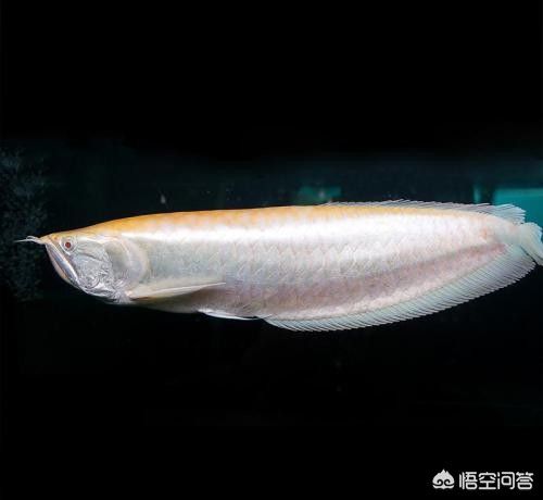 那種龍魚性價比最高（性價比高的龍魚品種） 龍魚百科 第4張