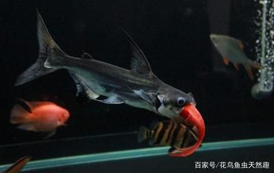 鉛筆能和龍魚混養(yǎng)嗎？（鉛筆魚和龍魚可以混養(yǎng)嗎？）