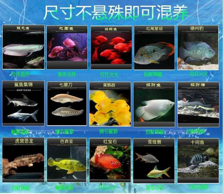 鉛筆能和龍魚混養(yǎng)嗎？（鉛筆魚和龍魚可以混養(yǎng)嗎？） 龍魚百科 第4張