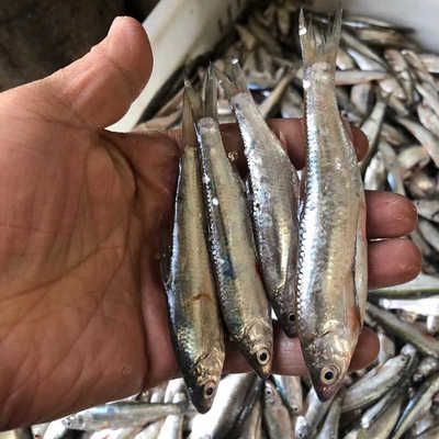 山根和麥穗哪個喂龍魚好（丁魚和麥穗魚可以作為龍魚的食物，但需要根據(jù)實際情況選擇） 龍魚百科 第1張