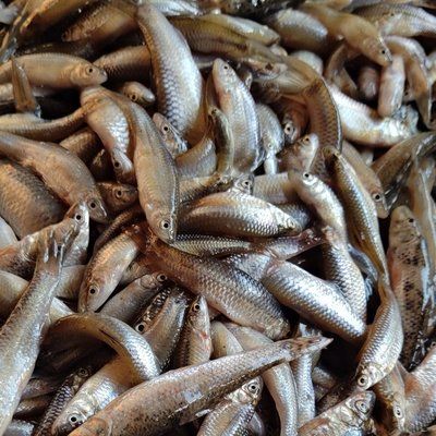 山根和麥穗哪個喂龍魚好（丁魚和麥穗魚可以作為龍魚的食物，但需要根據(jù)實際情況選擇） 龍魚百科 第4張