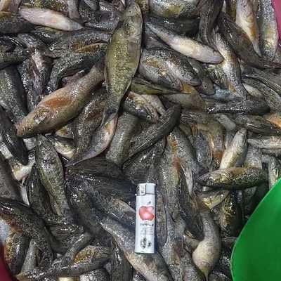 山根和麥穗哪個喂龍魚好（丁魚和麥穗魚可以作為龍魚的食物，但需要根據(jù)實際情況選擇） 龍魚百科 第5張