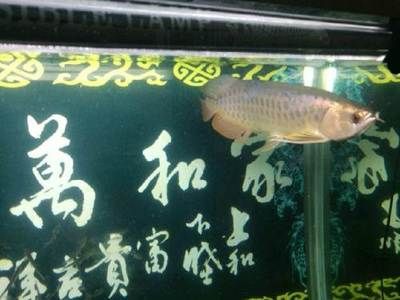 深圳龍魚哪里有賣（深圳龍魚購買地點(diǎn)） 龍魚百科 第5張