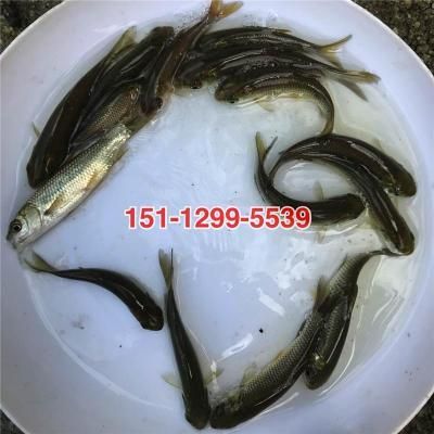 汕頭杜龍魚一斤多少錢（在汕頭，杜龍魚的價(jià)格有所不同,在一家海鮮火鍋店）