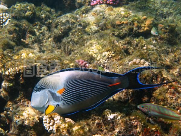 沙龍魚(yú)（沙光魚(yú)、沙丁魚(yú)和沙鉆魚(yú)的功效與作用與作用如下表所示） 龍魚(yú)百科 第4張