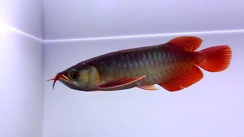 米特拉紅龍魚（米特拉紅龍魚是一種受歡迎的觀賞魚） 龍魚百科 第1張