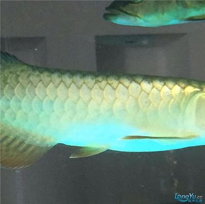 青龍魚（美麗硬骨舌魚（青龍魚（greenarowana））