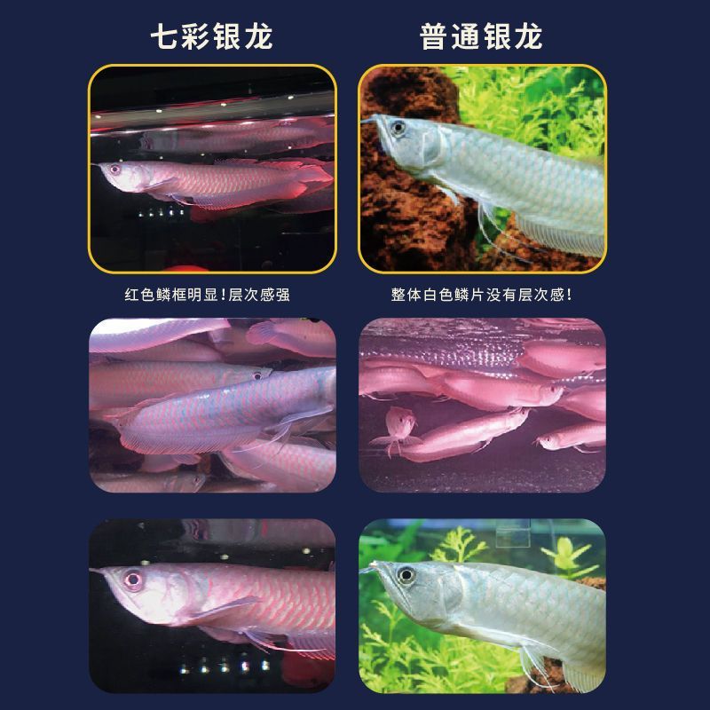 七彩銀龍魚有白色鱗片（七彩銀龍魚鱗片發(fā)白可能由多種因素引起） 龍魚百科 第2張