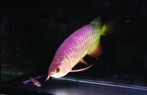 去那那里可以買到正宗金龍魚（正宗金龍魚的購買途徑）