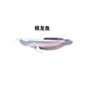 七彩龍魚和銀龍魚的區(qū)別（七彩龍魚和銀龍魚在外觀、顏色、觀賞價值等方面存在區(qū)別） 龍魚百科 第3張