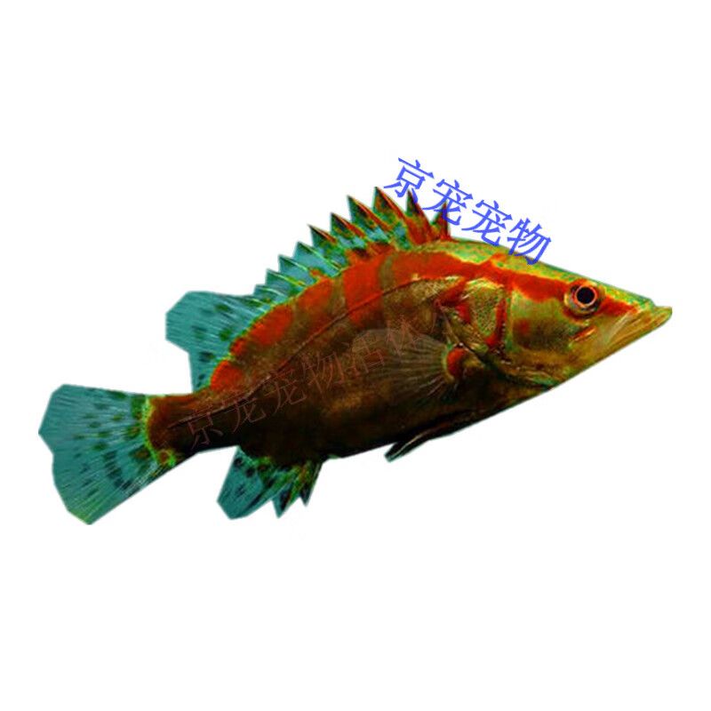 翹嘴和龍魚（翹嘴和龍魚在外觀特征、生態(tài)習性、飼養(yǎng)條件和經濟價值等方面都有所區(qū)別） 龍魚百科 第2張